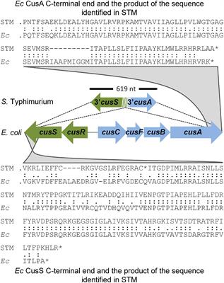 Evolution of Copper Homeostasis and Virulence in Salmonella